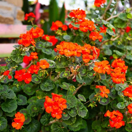 Baredi, Izola, Slovenia *