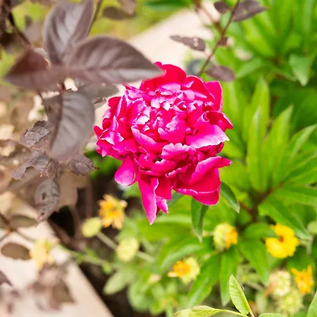 Baredi, Izola, Slovenia Vakantiehuis Izola