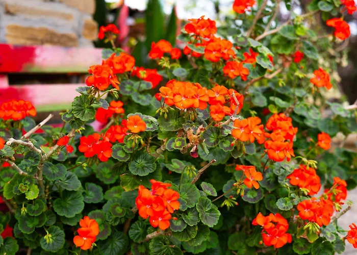 Baredi, Izola, Slovenia *