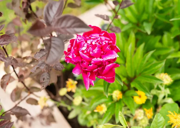 Baredi, Izola, Slovenia 別荘 イゾラ